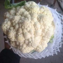 曲周菜花质量上乘