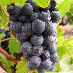 河北威县巨峰葡萄欢迎合作