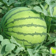 黑龙江绥化专业代办西瓜