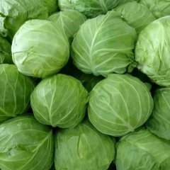 尚义甘蓝价格行情平稳