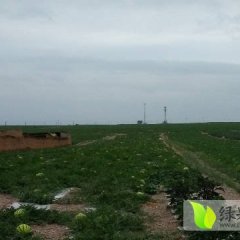 2016会宁西瓜价格波动不大