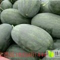 2017东明西瓜现在订货有惊喜