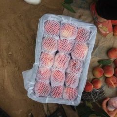 陕西大荔 阿布白桃蜜桃欢迎合作