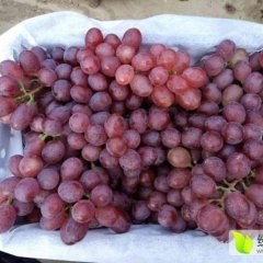 大荔两宜周建忠7月红提葡萄