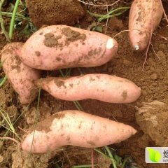 河北饶阳龙署九号红薯口感爽口