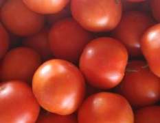 山东昌邑齐达利西红柿著名品种