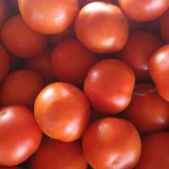 山东昌邑齐达利西红柿著名品种