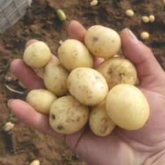 山东滕州秋季土豆种热卖中