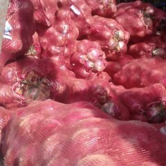 山东惠民红皮洋葱上货量大
