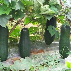 山东金乡子弹头黑皮冬瓜著名品种