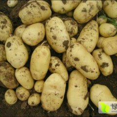 山东惠民荷兰十五土豆欢迎合作