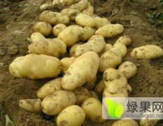 山东肥城荷兰十五土豆持续供应中，价格稳定