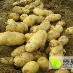 山东肥城荷兰十五土豆持续供应中，价格稳定