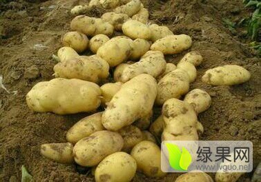2016年山东肥城荷兰十五价格