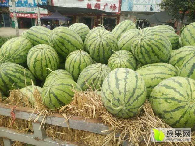 冠龙价格