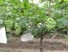 2016永年葡萄走过路过不要错过