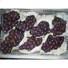 河北永年乒乓球葡萄名扬天下