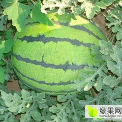 公主岭西瓜品质优良,怀德王长海诚信合作