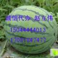 吉林公主岭京欣西瓜个大瓜型好