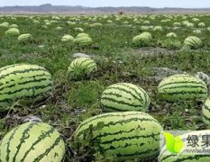 沙坡头香山吴越菊7月硒砂瓜西瓜