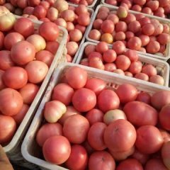 山东东昌府硬粉西红柿绿色无公害