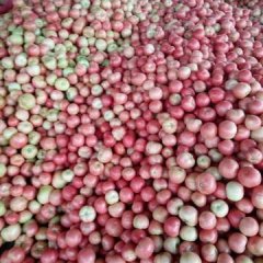 东昌府西红柿火爆招商中刘敬