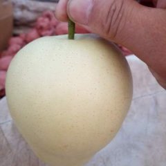 河北饶阳皇冠梨早买早赚