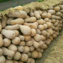 嘉鱼南瓜上货量大,潘家朱晓英