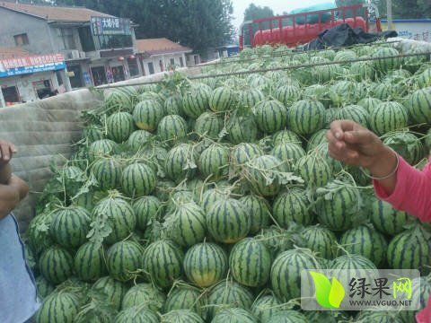 2016年山东东明地雷瓜价格
