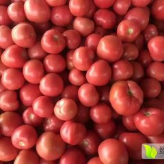 河北饶阳硬粉西红柿品质优良