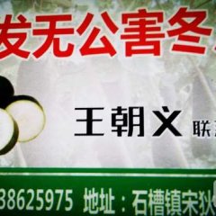 河南郸城县优质冬瓜全新上线