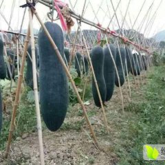 本人广东省英德市沙口镇种植冬瓜17亩