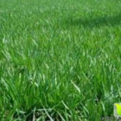 河北藁城平韭6号韭菜欢迎合作