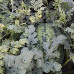 2016合阳西瓜个大、形状均匀