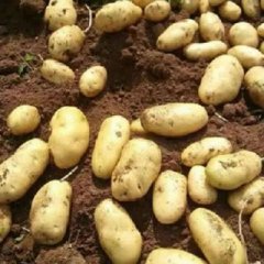 山东平度荷兰十五土豆大量上市