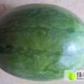 通许西瓜逐渐升温,瓜多，品质好