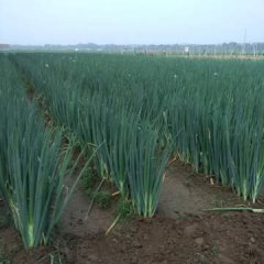 禹城大葱随行就市,辛寨丁法勇