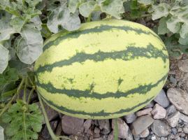 陕西澄城金城5号 国牛一号西瓜