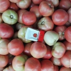 东昌府西红柿营养丰富沙镇