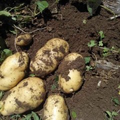 围场我家乡马铃薯上市。品种齐全