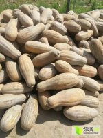 宜城南瓜金韩密本大量供应当中。