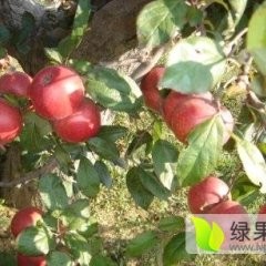 中牟西红柿价格行情平稳,东风朱涛诚信合作