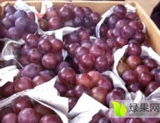 平邑大粒葡萄产销两旺火热销售中。