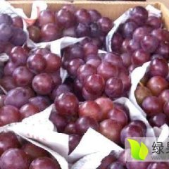 平邑大粒葡萄产销两旺火热销售中。