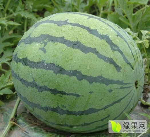 2016年山西忻府西农八号价格
