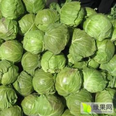 河北围场绿之美甘蓝火热上市