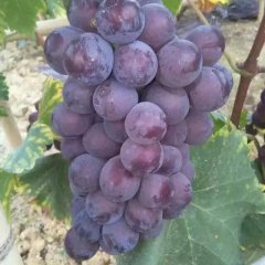 陕西葡萄基地葡萄批发供应商