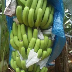 2016扶绥香蕉现在订货有惊喜