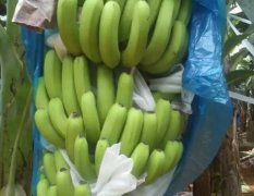 2016扶绥香蕉现在订货有惊喜
