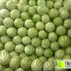 白银西瓜火热上市,甘肃熊雄诚信合作